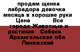 продам щенка лабрадора девочка 2 месяца в хорошие руки › Цена ­ 8 000 - Все города Животные и растения » Собаки   . Архангельская обл.,Пинежский 